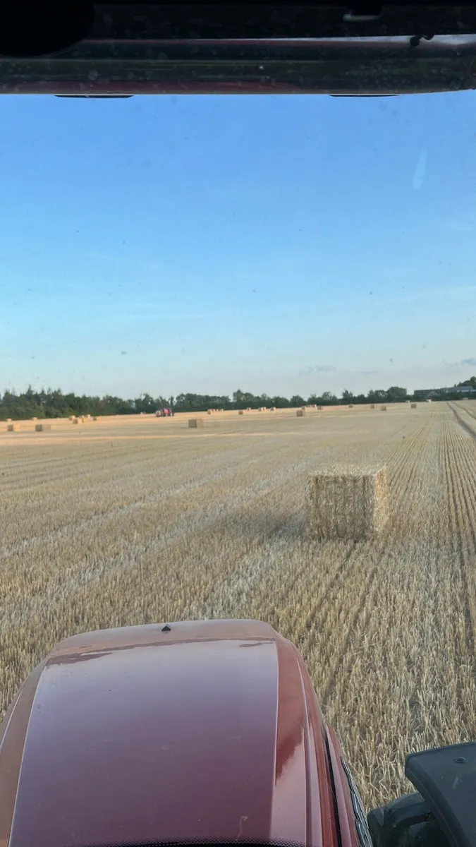 8x4x4 Square Bales Barley Straw - Image 3
