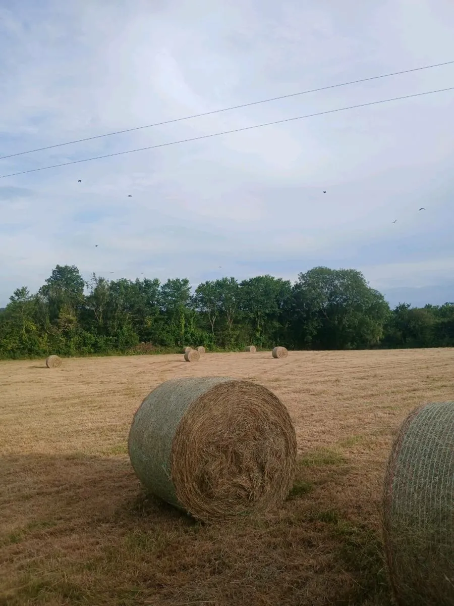 Hay