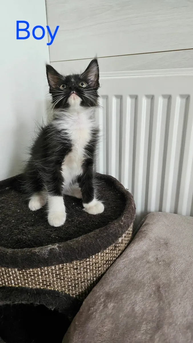 Maine Coon - Image 2