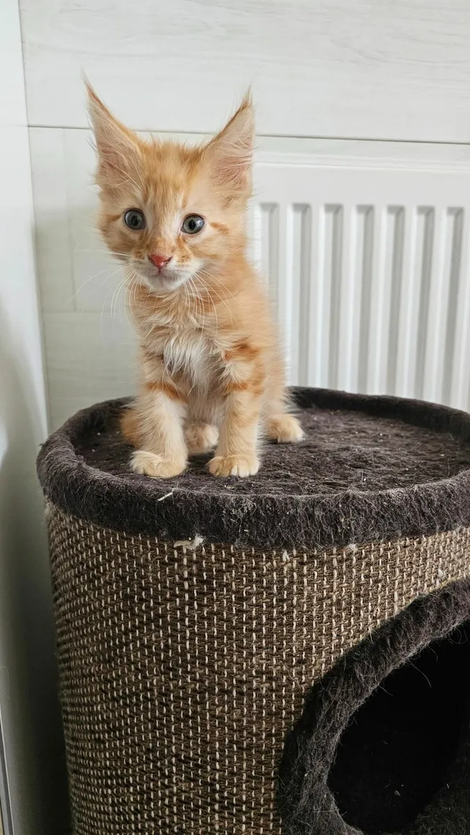 Maine Coon - Image 3