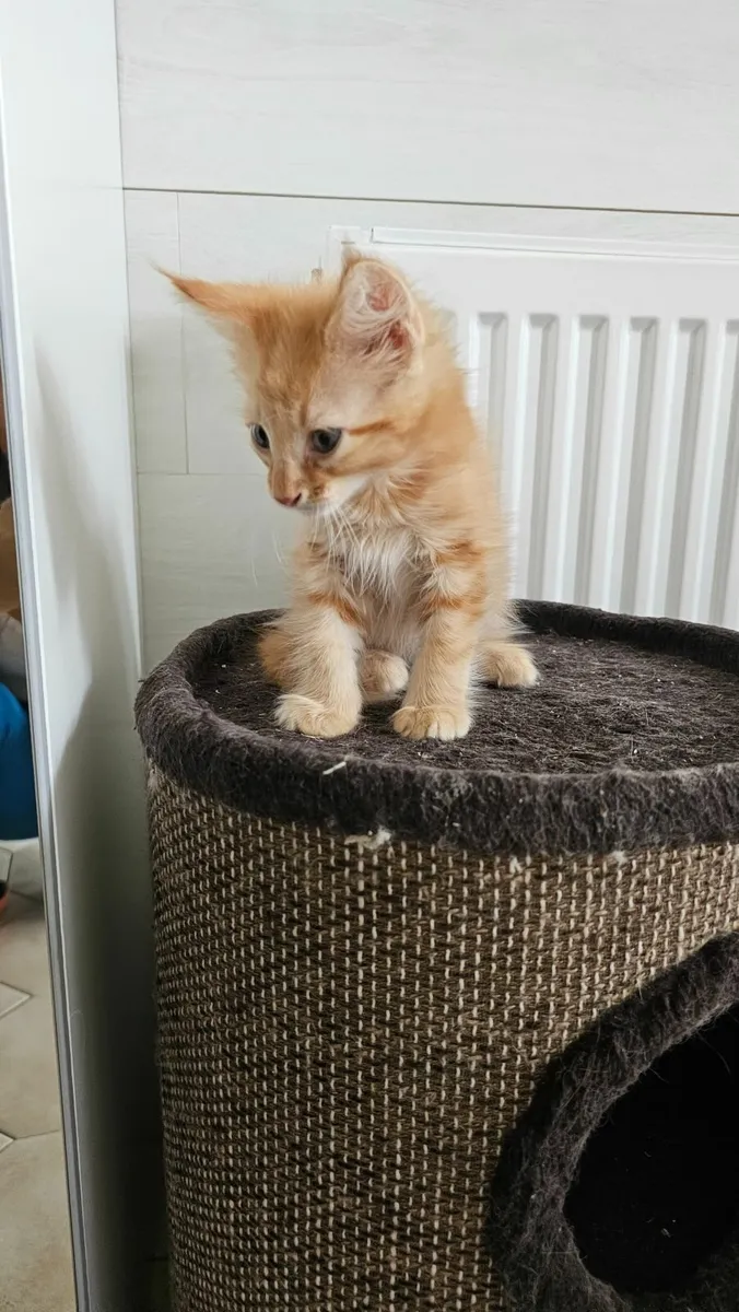 Maine Coon - Image 4