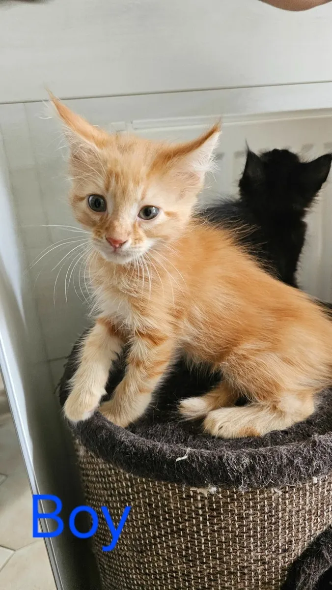Maine Coon - Image 1