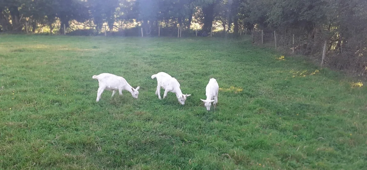 Goats - Image 4