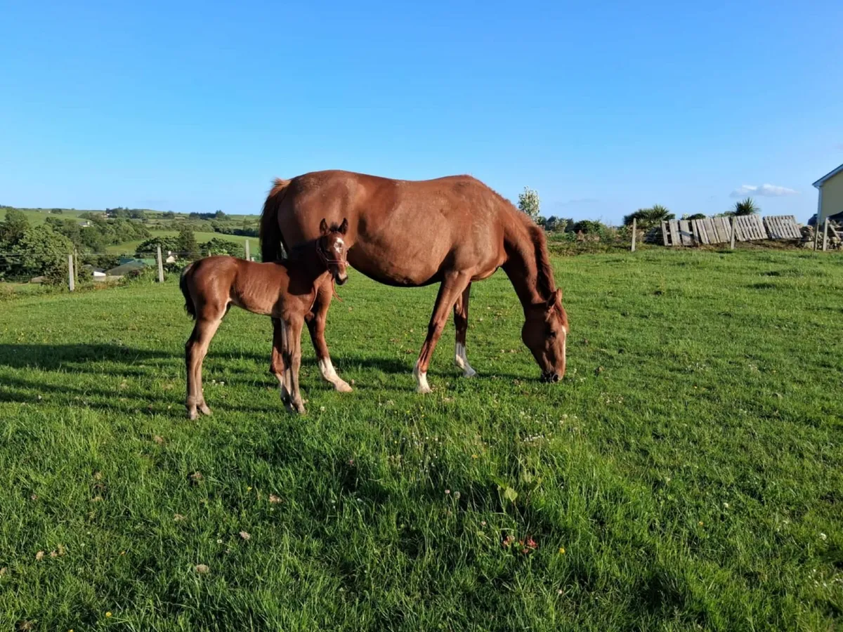 Mare and Foal - Image 1