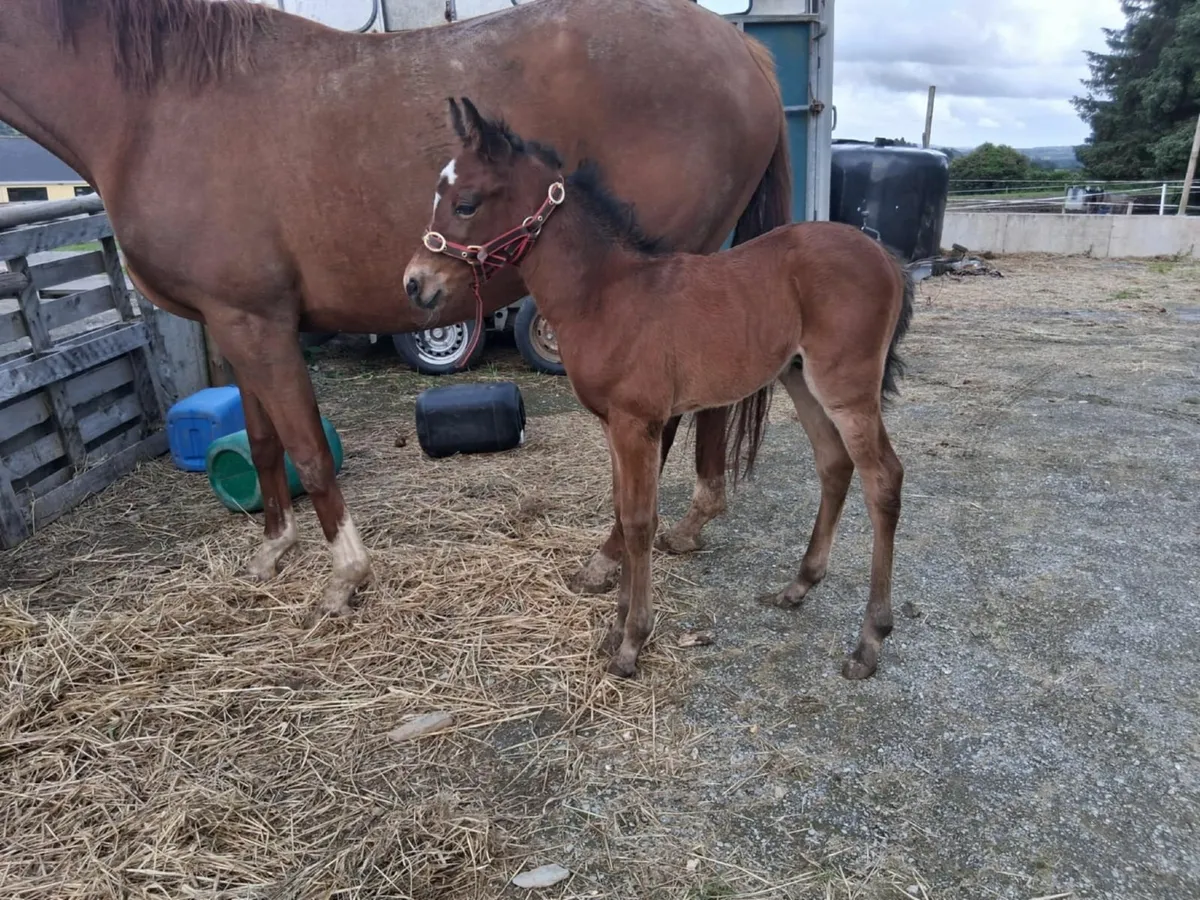 Mare and Foal - Image 2