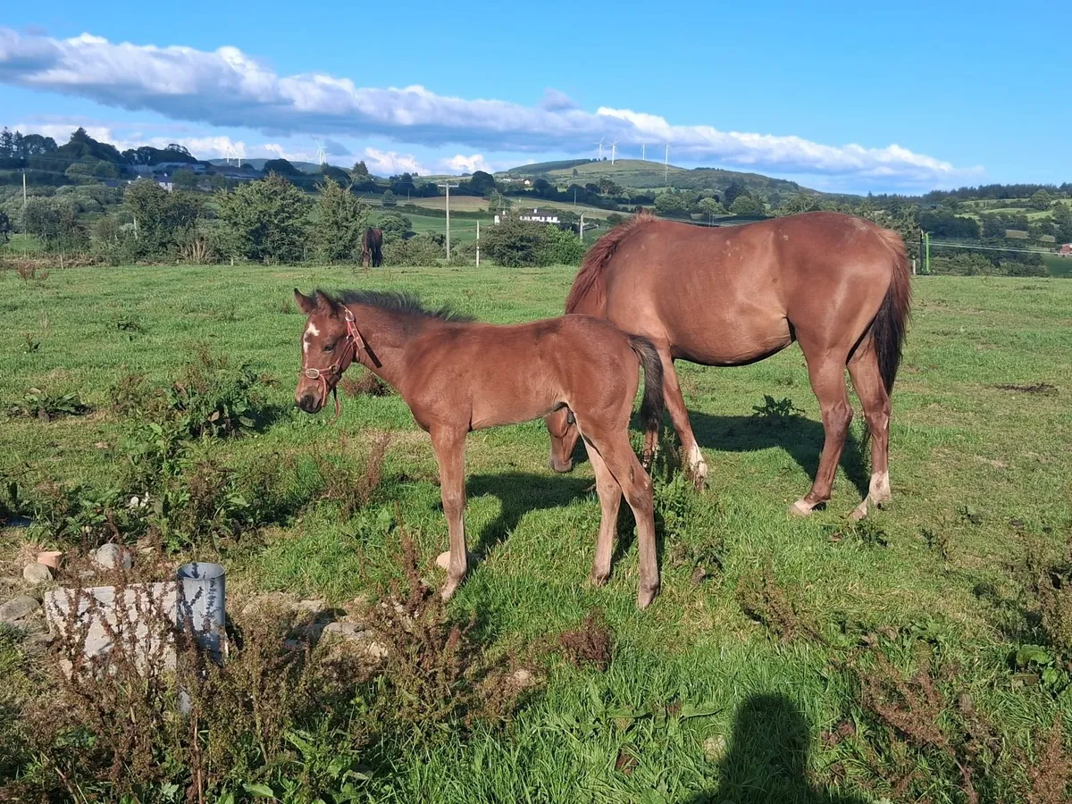 Mare and Foal - Image 3