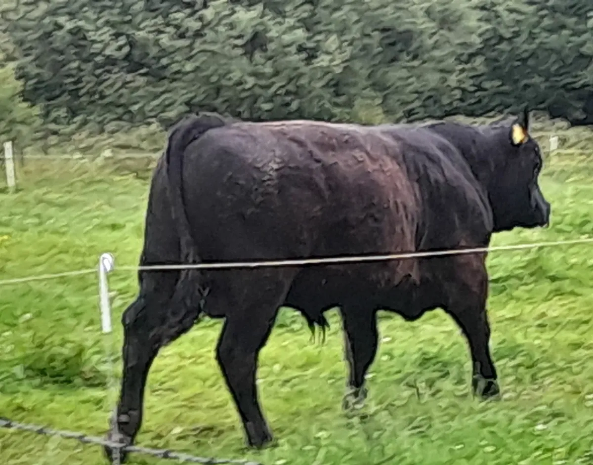 Ballymote Mart Thursday 17th July Lot 3000 - Image 1
