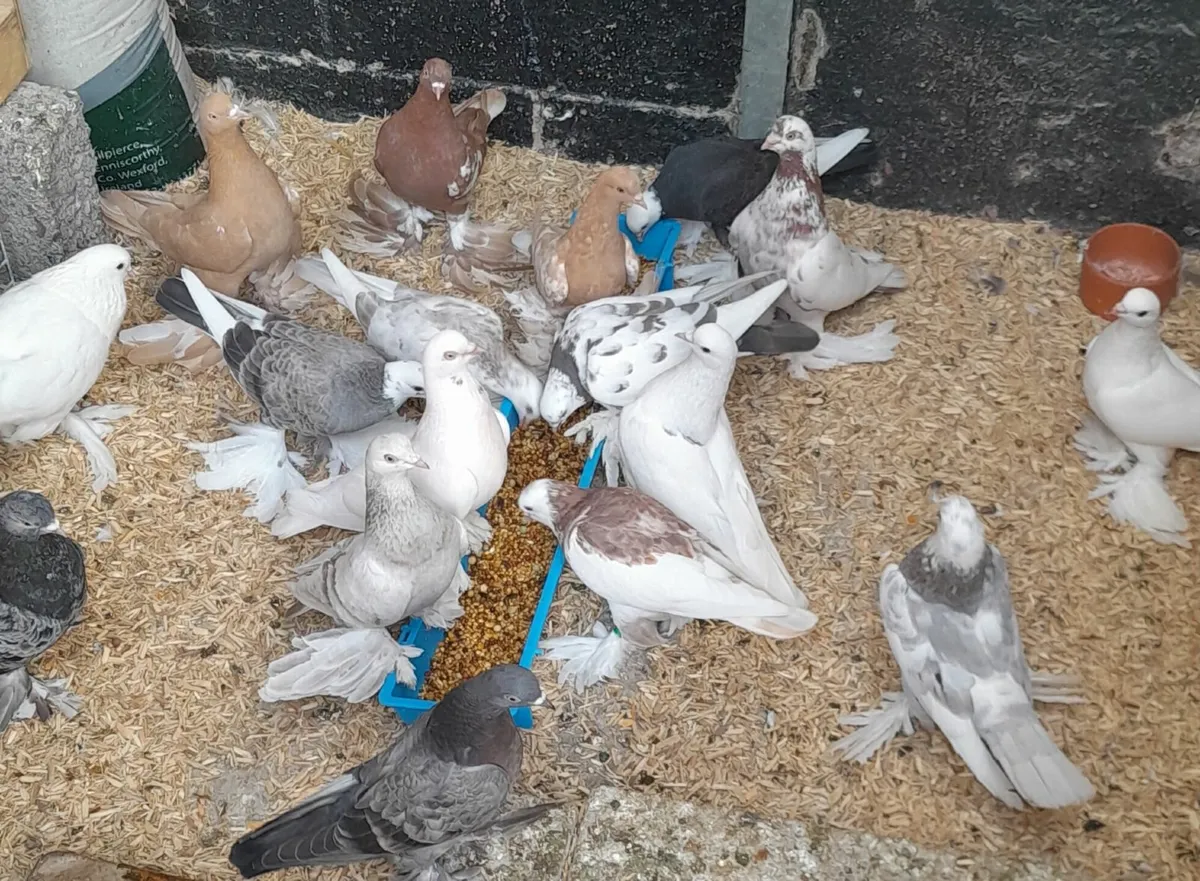 Tumbling Pigeons - Image 3