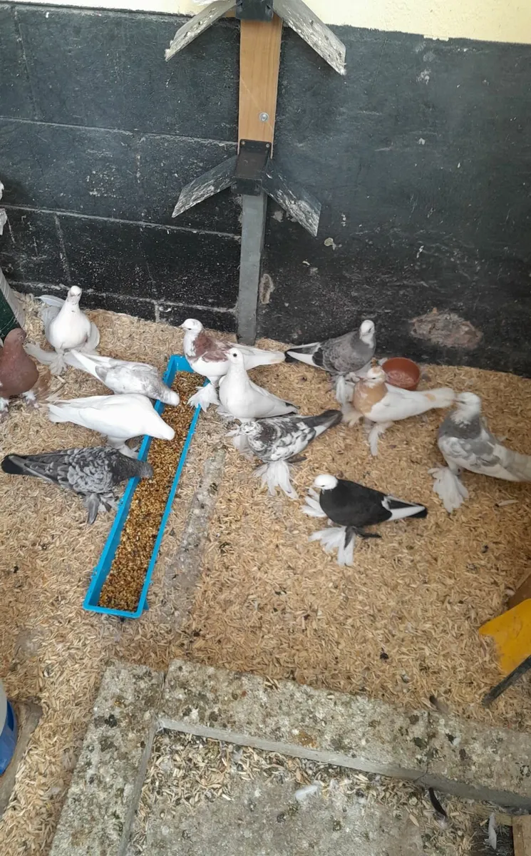 Tumbling Pigeons - Image 4