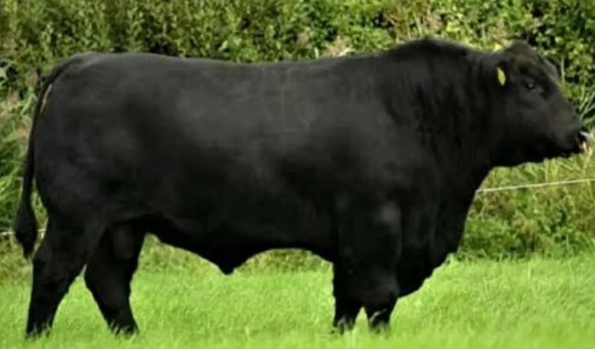 Ballymote Mart Thursday 17th July Lot 3000 - Image 2