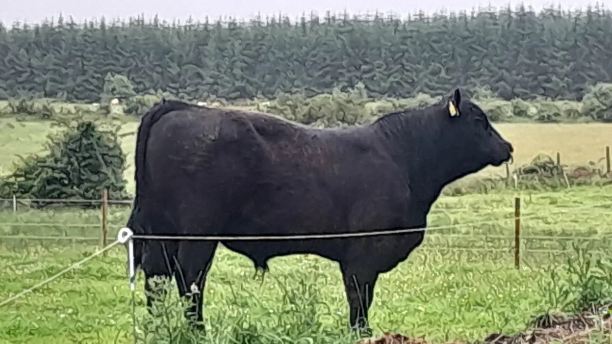 Ballymote Mart Thursday 17th July Lot 3000 - Image 3