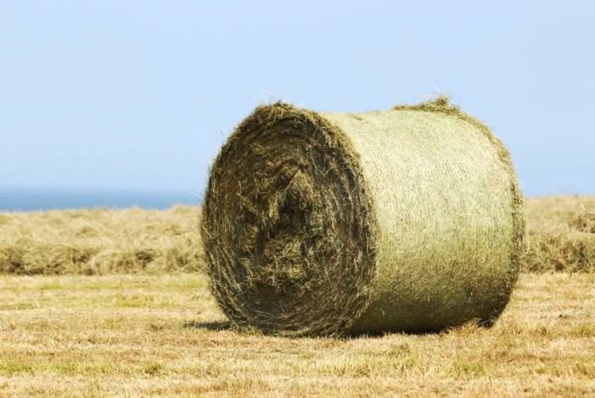 50 bales of hay