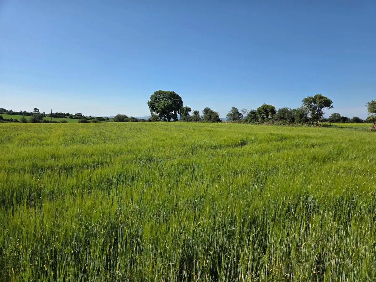 Wholecrop Barley - Image 1