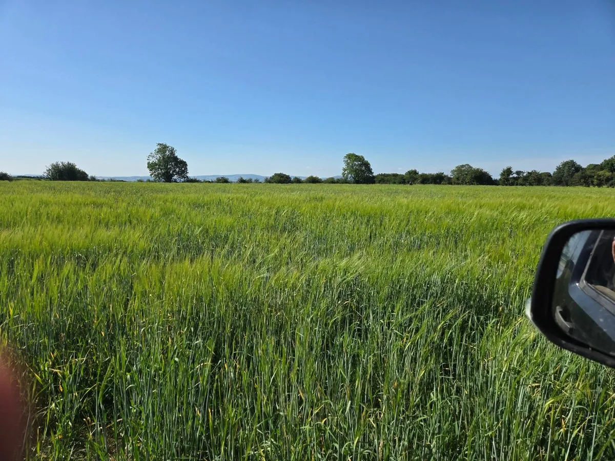 Wholecrop Barley - Image 2