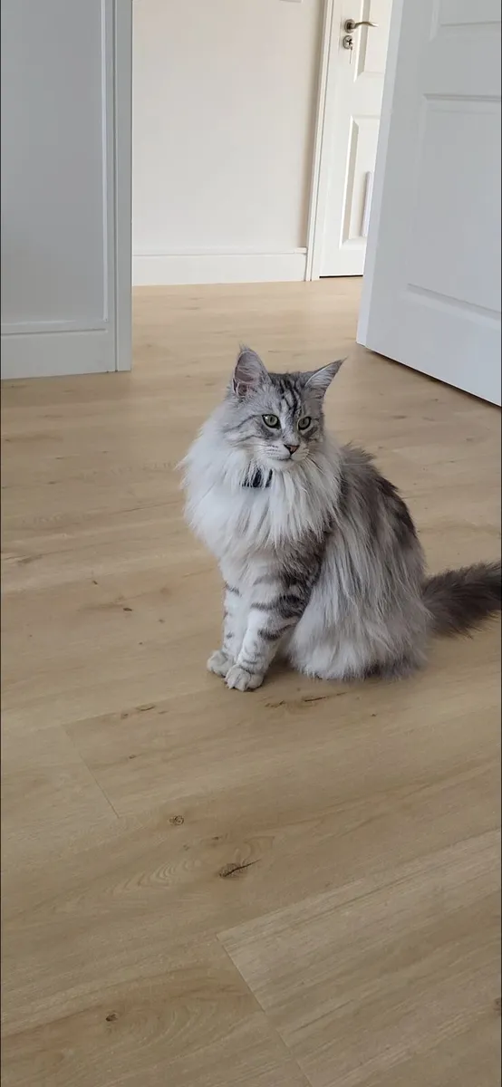 Maine Coon mix (male) - Image 1