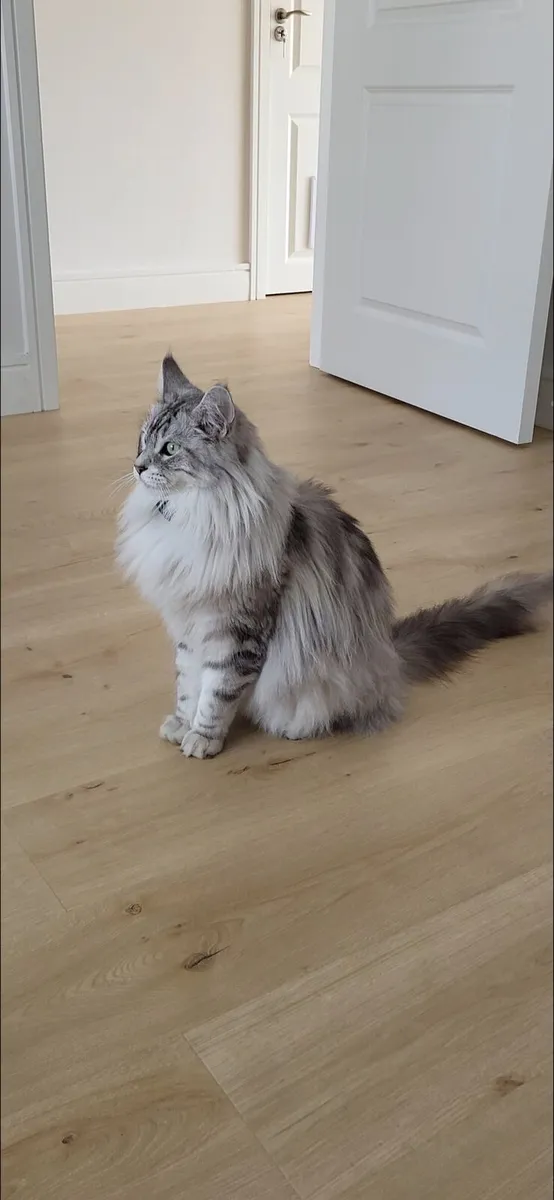 Maine Coon mix (male) - Image 2