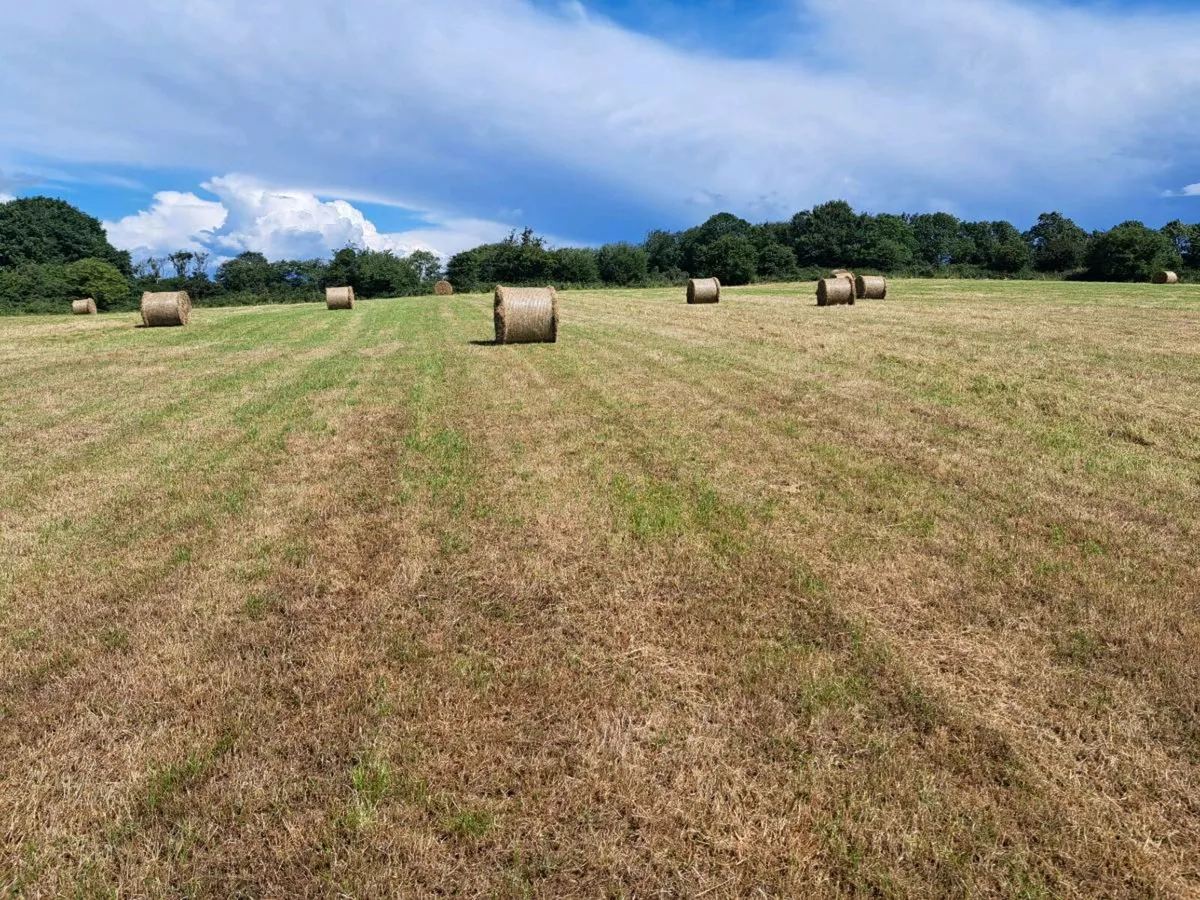 Round bales of hay - Image 1