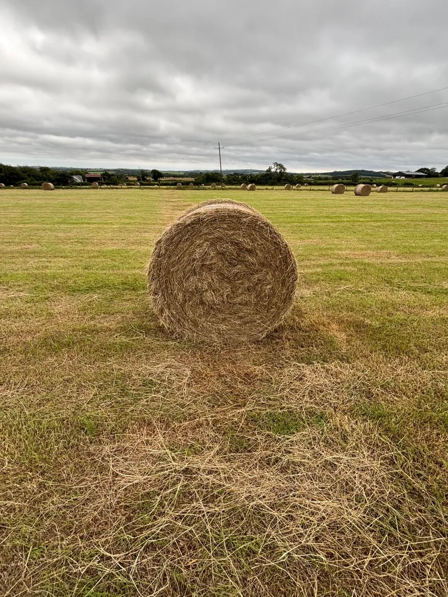 HAY - Image 2