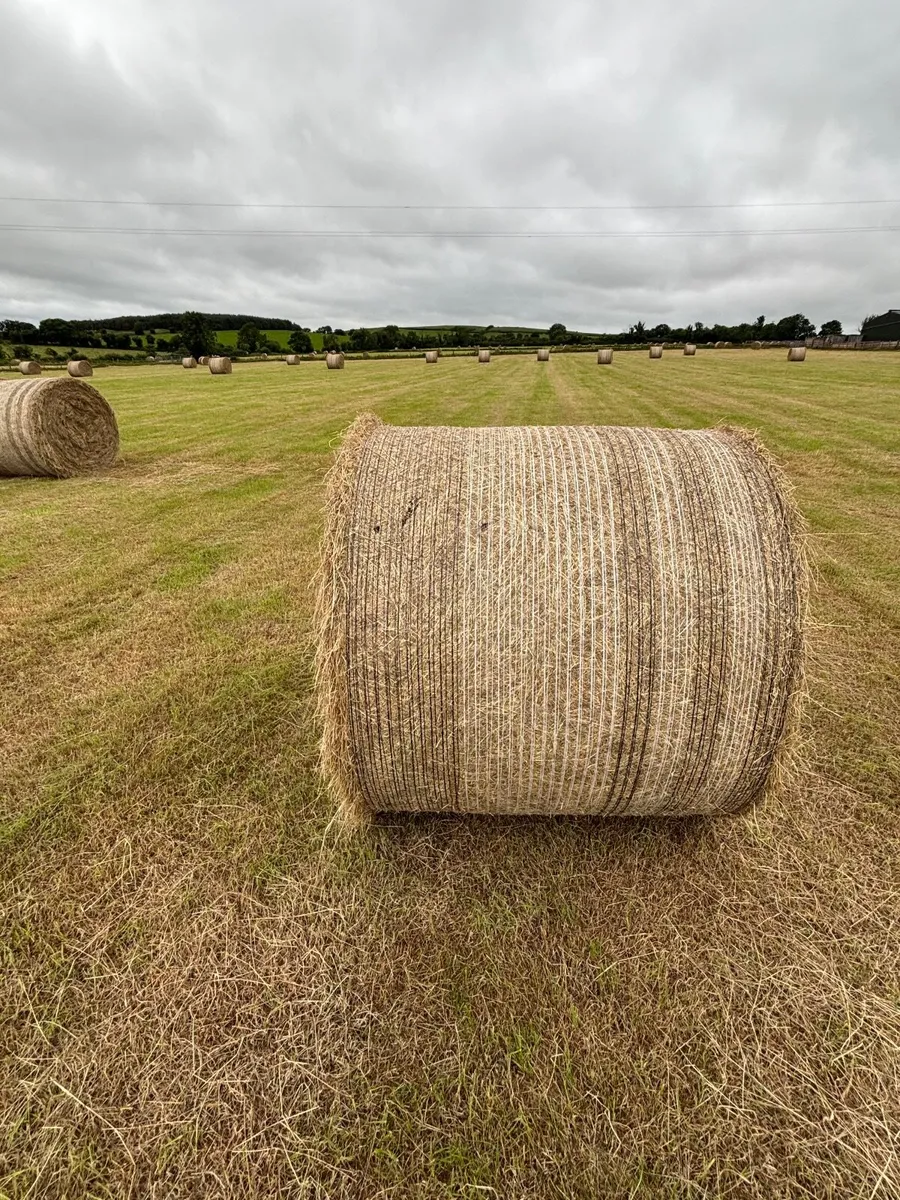 HAY - Image 3