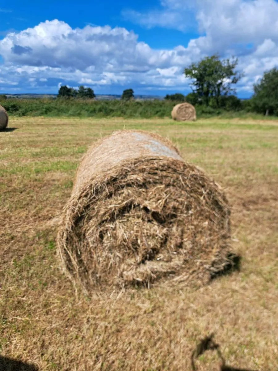 Round bales of hay - Image 2