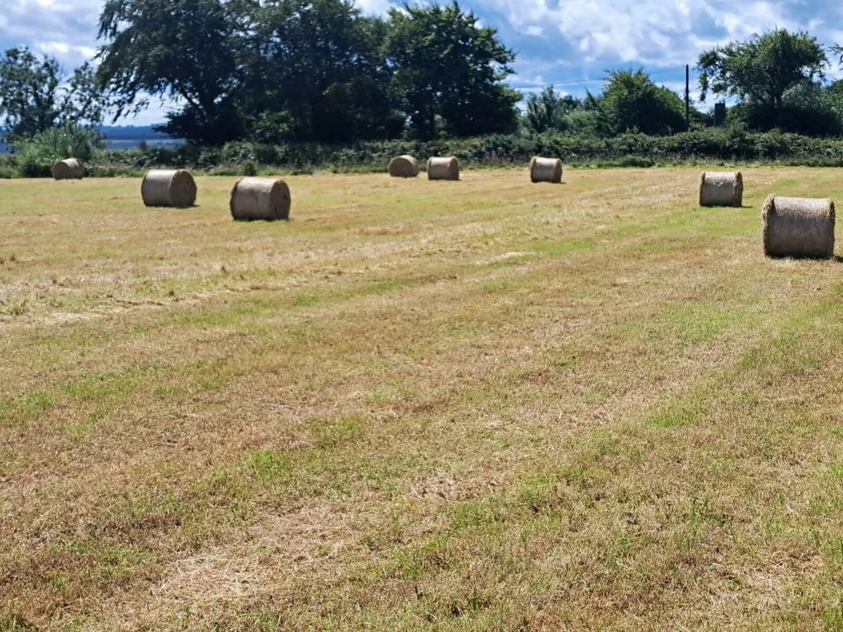 Round bales of hay - Image 3