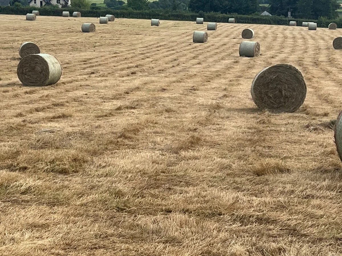 Hay - Image 1