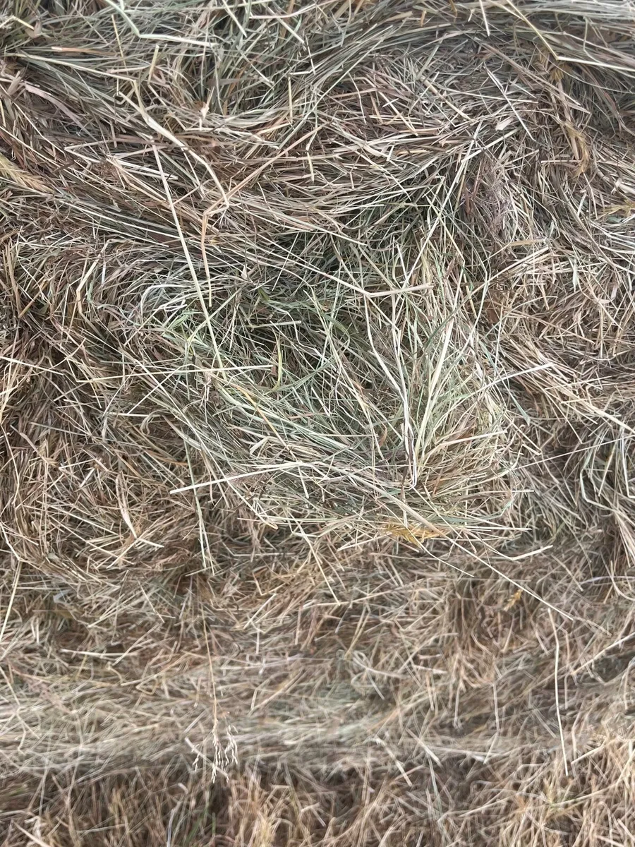 Hay - Image 2