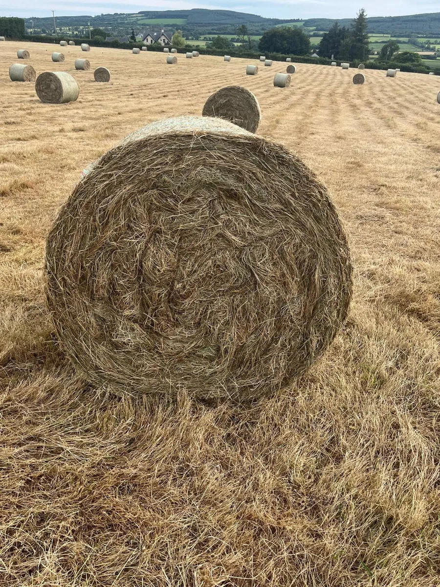 Hay - Image 3