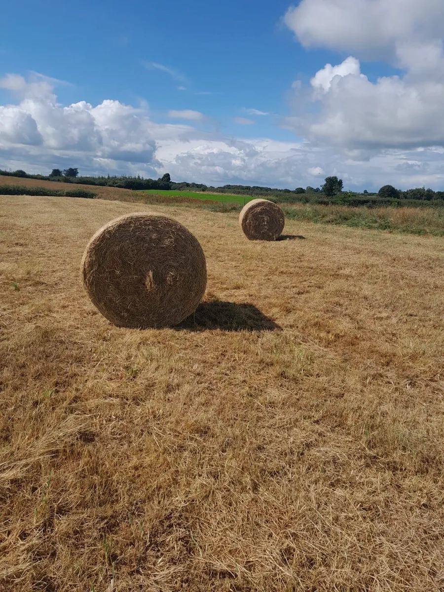 Bales of hay - Image 1