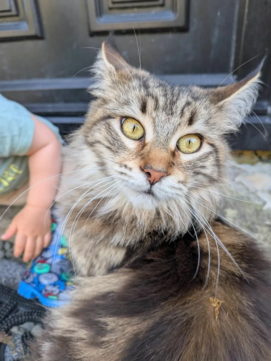 Maine Coon kittens - Image 4