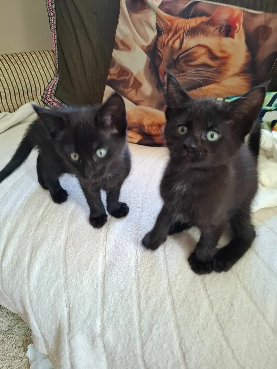 Maine Coon kittens - Image 2
