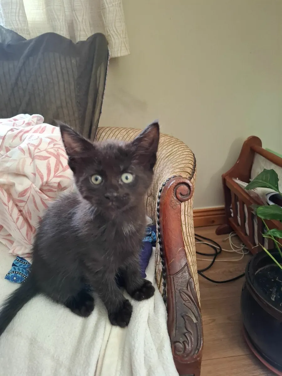 Maine Coon kittens - Image 3