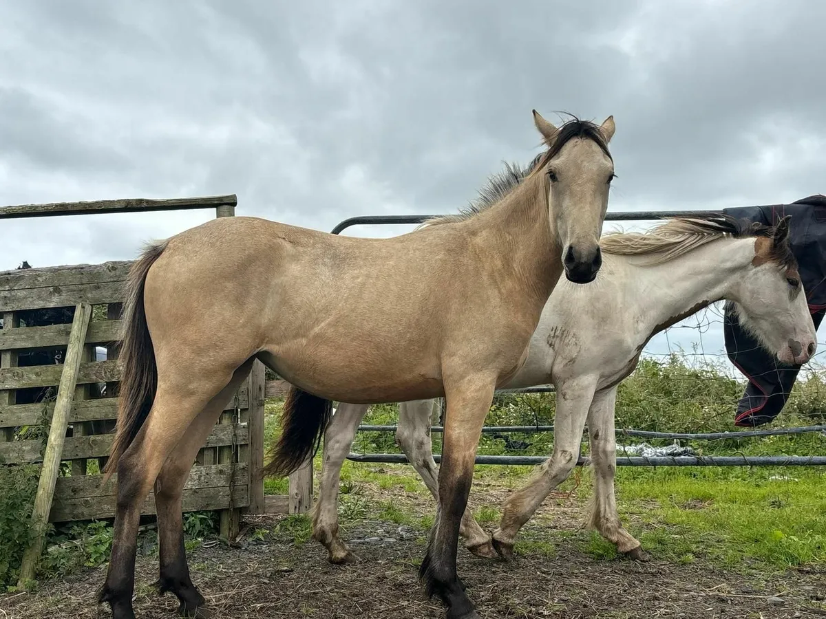 FILLY HORSE FOR SALE - Image 2
