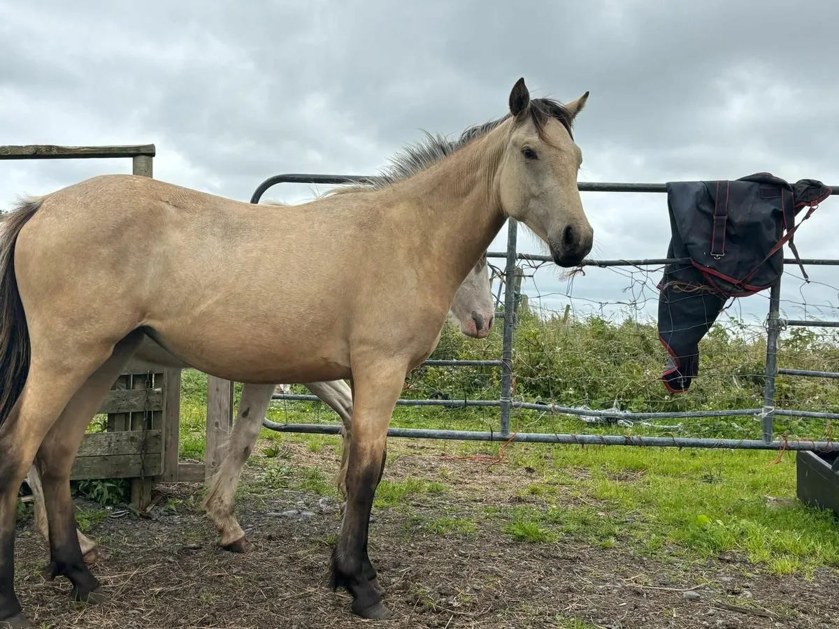 FILLY HORSE FOR SALE - Image 3