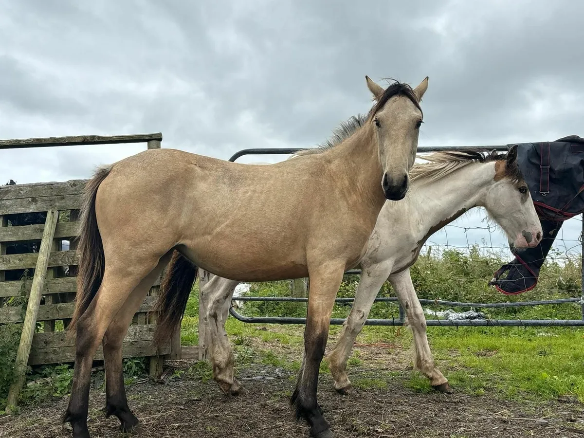 FILLY HORSE FOR SALE - Image 4