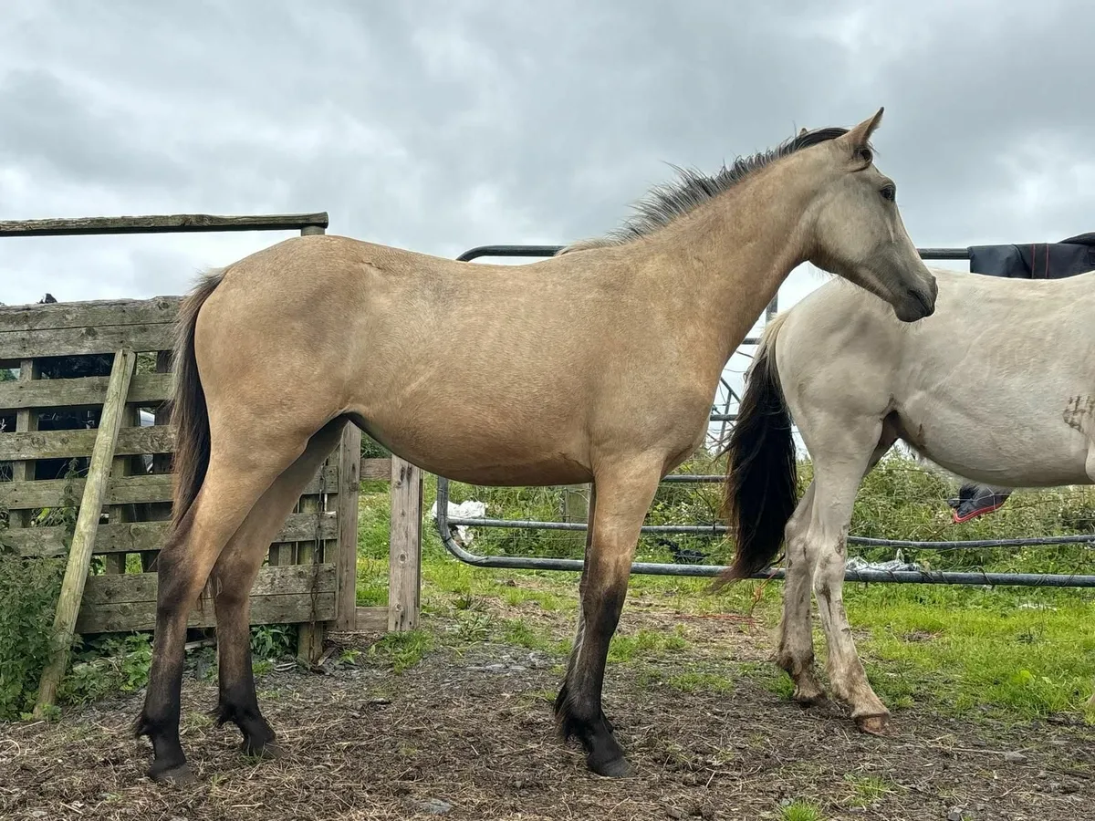 FILLY HORSE FOR SALE - Image 1