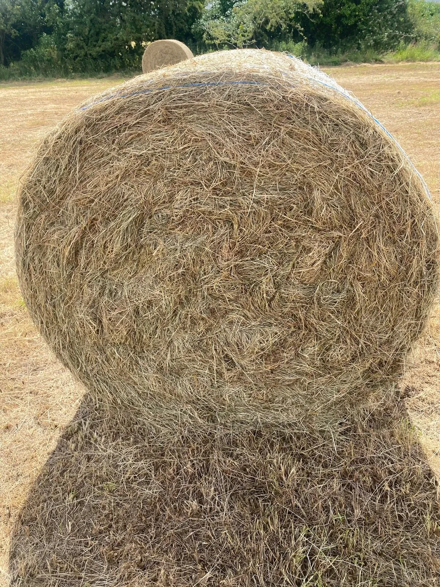 Hay - Image 1