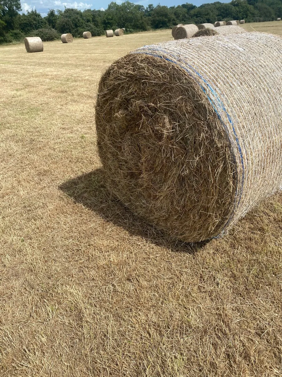 Hay - Image 2