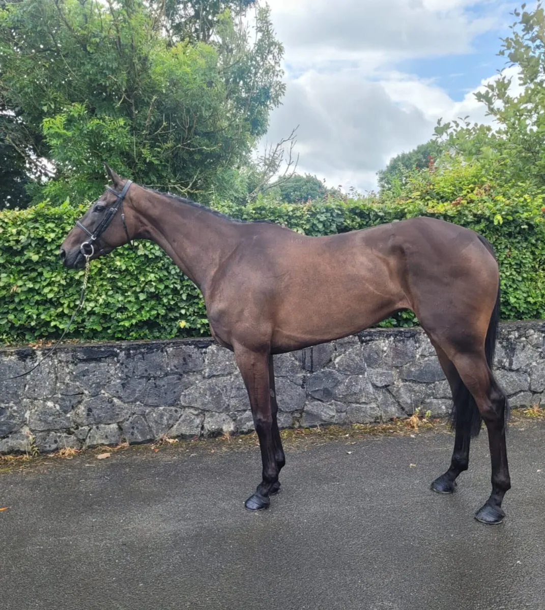 Beautiful 16 3hh mare - Image 1