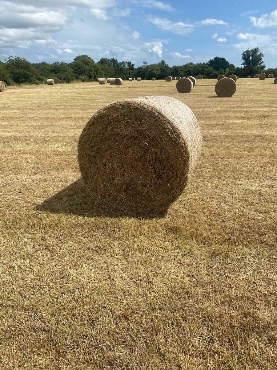 Hay - Image 3
