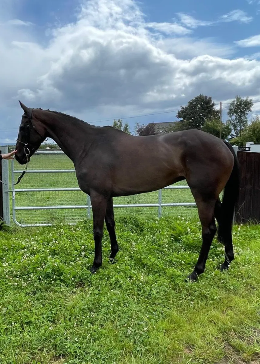 Beautiful 16 3hh mare - Image 2