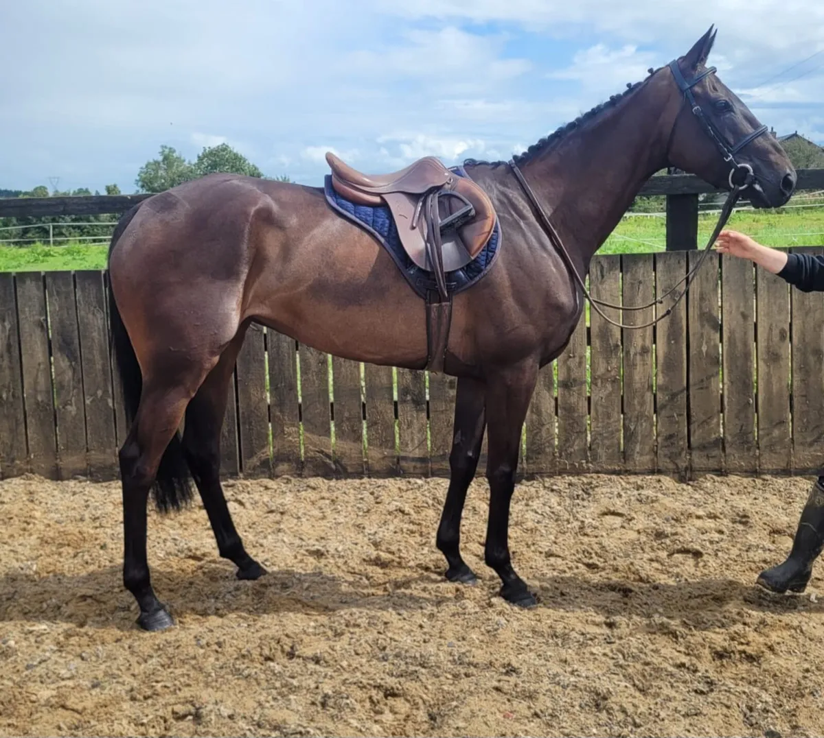 Beautiful 16 3hh mare - Image 3
