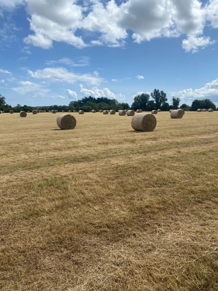 Hay - Image 4