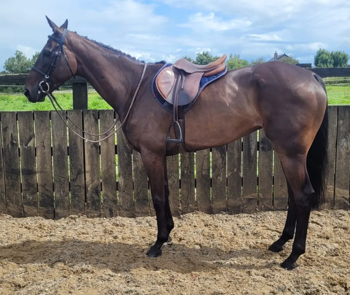Beautiful 16 3hh mare - Image 4