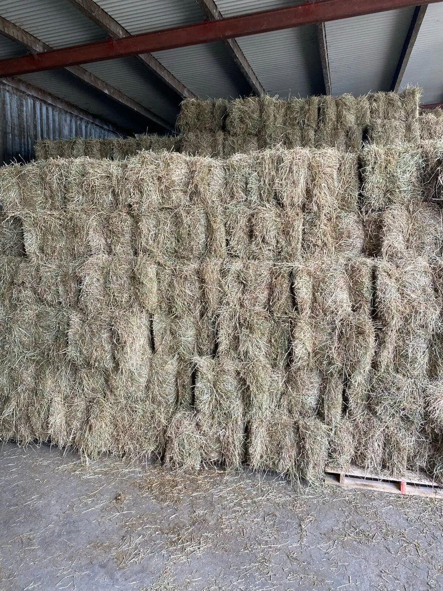 Hay