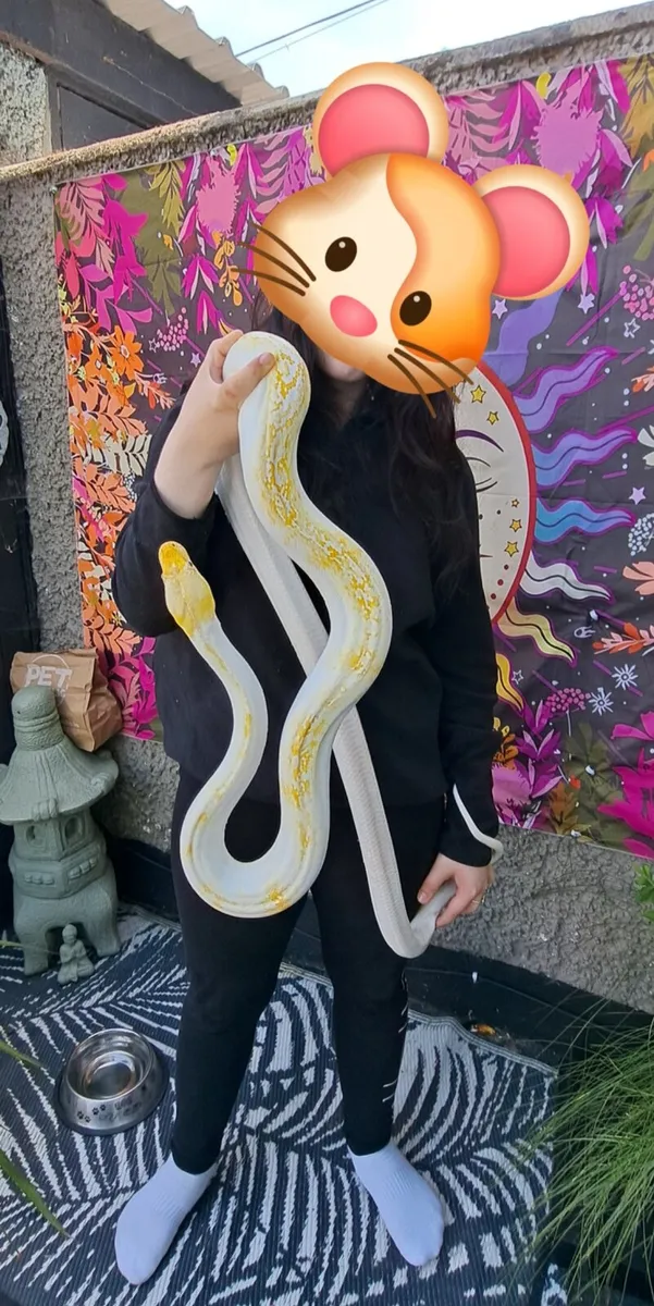 Albino Pied Reticulated Python - Image 1