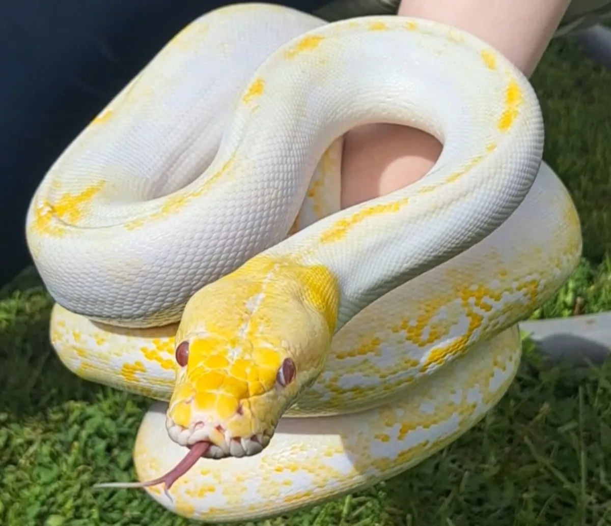 Albino Pied Reticulated Python - Image 3