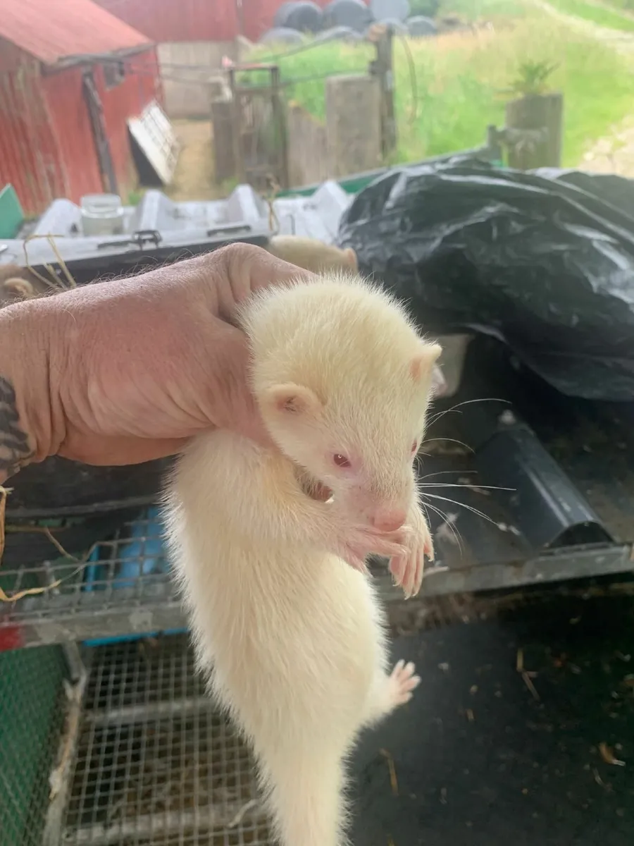 Ferrets - Image 1