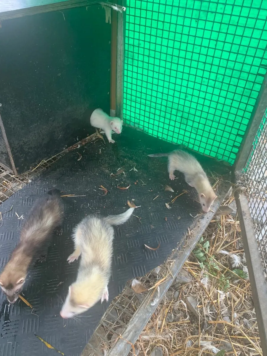 Ferrets - Image 2