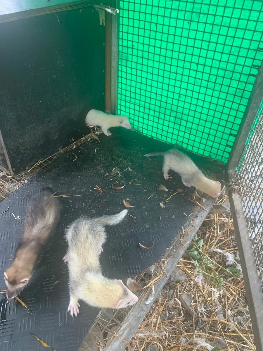 Ferrets - Image 3